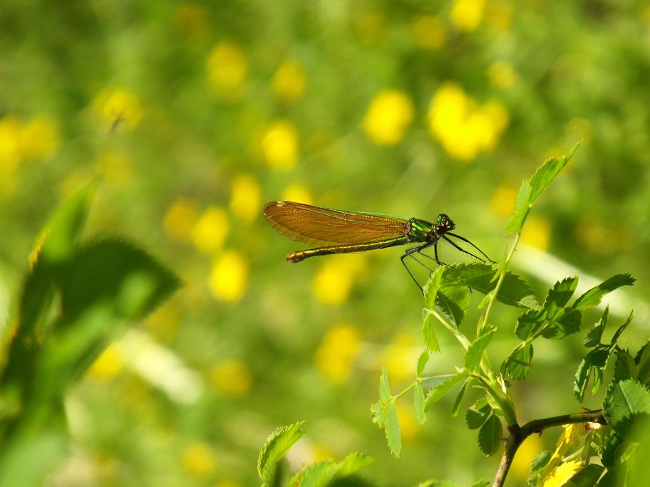 Calopteryx 1